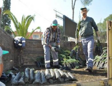 Milas'ta 10 Bin Fidan Dağıtılacak