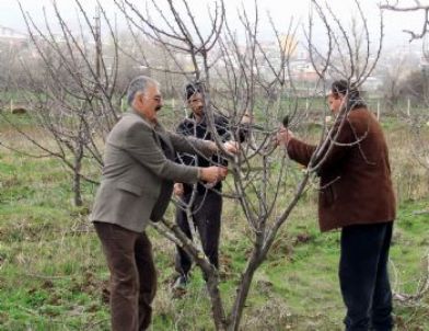 Suşehri’nde Ağaç Budama Kursları Devam Ediyor