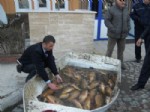 AYNALı SAZAN - Yeniçağa’da Balık Avcılarına Darbe