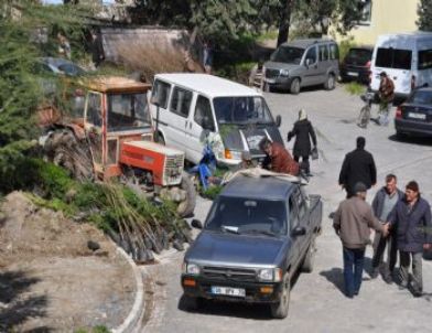 Bafra’da 15 Bin Fidan Dağıtıldı