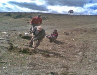 Sungurlu'da 750 Fidan Toprakla Buluştu