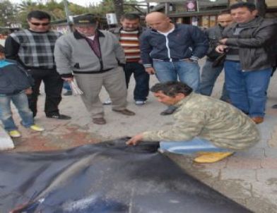 Dev Vatoz Şaşırttı