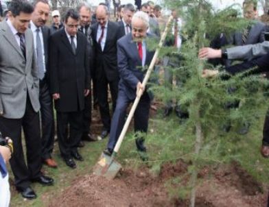 Şebinkarahisar Meslek Yüksekokulu Bahçesine 23 Bin Fidan
