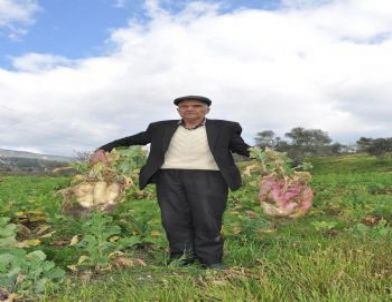 Yaban Domuzları Çiftçiyi İsyan Ettirdi