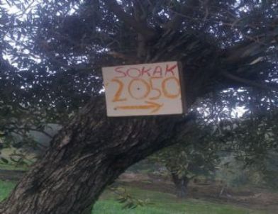 Adres 3. Zeytin Ağacı