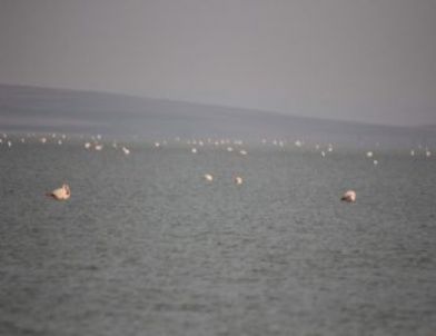 Seyfe Gölüne Binlerce Flamingo Akın Etti