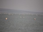 FLAMİNGO - Seyfe Gölüne Binlerce Flamingo Akın Etti