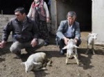 KOCATEPE ÜNIVERSITESI - Sultandağı İlçesinde 40 Günde 400 Kuzu Telef Oldu