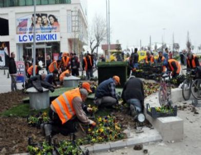 Uğur Mumcu Kültür Merkezi Önüne 15 Bin Menekşe