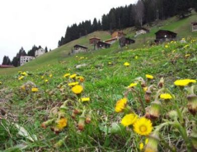 Ayder Yaylası’na Bahar Geldi