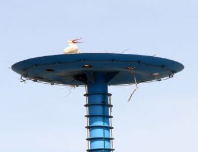 Başkent'te 'Leylek Palas'