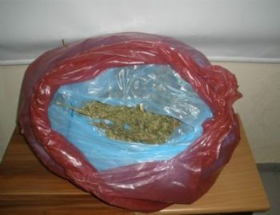 Zehir Tacirlerine Gece Darbesi