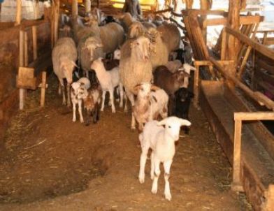 Hayvancılığa Hobi Olarak Başladı, Sürü Sahibi Oldu