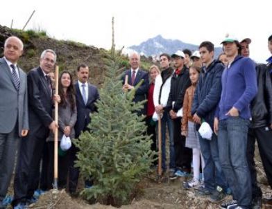 Spil Dağı'nda Yanan 77 Hektar Alan Ağaçlandırılıyor