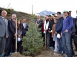 KıYAMET - Spil Dağı'nda Yanan 77 Hektar Alan Ağaçlandırılıyor