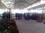 ESKIGEDIZ - Gediz'de Çiftçilere Bin 500 Adet Sertifikalı İthal Ceviz ve Yarı Bodur Elma Fidanı Dağıtıldı
