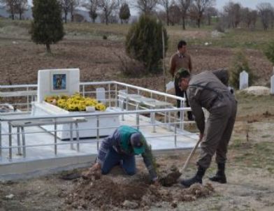 Şehit Askerin Kabrine Fidan Dikildi