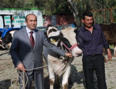 Köylülere Gebe Düve Desteği