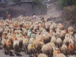 Koyun - Keçiler Aşılama Kampanyası Başladı