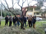 OKULLAR HAYAT OLSUN - Uygulamalı Zeytin Ağacı Budama Kursu Verildi
