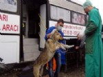 MURAT ŞAHIN - Erciş’te Sokak Köpeklerini Kısırlaştırma Projesi