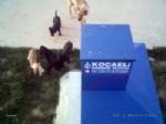 SOKAK HAYVANI - Petpati Makineleri Sokak Hayvanlarının Evi Oldu