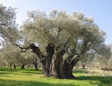 1650 Yaşındaki Zeytin Ağacı Tescillendi