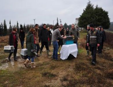 İstanbul Üniversitesi’nde Tedavi Gören Yırtıcı Kuşlara Özgürlüğüne Kavuştu