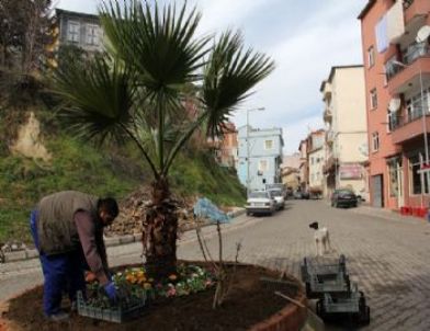 Giresun’un Tirebolu İlçesi Çiçek Açtı