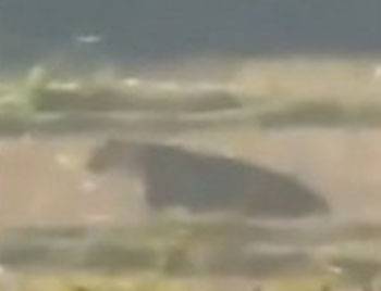 Leopar Köylülere Saldırdı