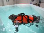 HEIDI - Romatizmalı tavşana havuz terapisi