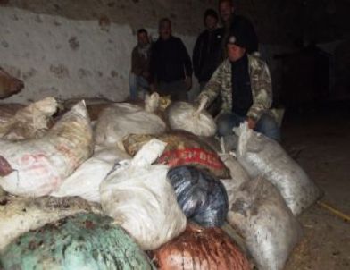 Ayvalık'ta Başak Zeytincisine Şafak Operasyonu