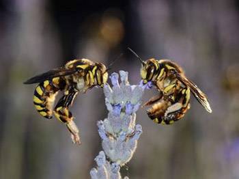 Kafein arının hafızasını güçlendiriyor