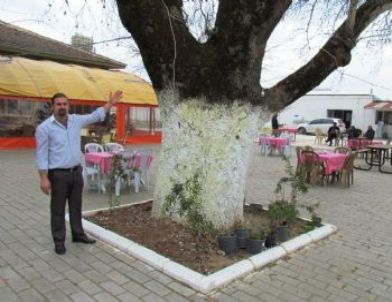 Arıkbaşı, Asırlık Çınarlarının Yol İçin Yok Olmasını İstemiyor