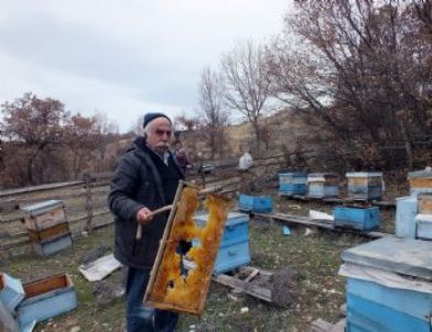 Koyulhisar’da Arı Kovanları Parçalandı