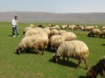 KÖY KORUCUSU - Aylık 3 Bin 500 TL maaşa çoban bulunamıyor