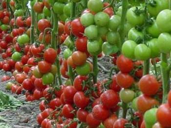 Domates ihracatı çiftçinin yüzünü güldürdü