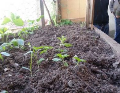 Evin Bahçesinde 50 Kök Hint Keneviri Bulundu