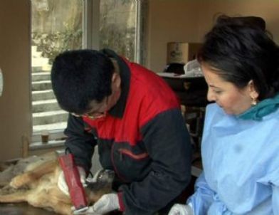 Kozlu’da 50 Sokak Hayvanı Kısırlaştırılacak