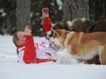 SIBIRYA - Putin Köpekleri İle Karda Stres Attı