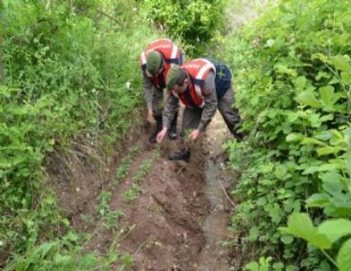 Ceyhan'da Kenevir Operasyonu