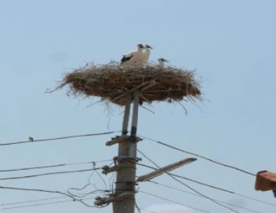 Leylekleri Koruma Seferberliği Başladı