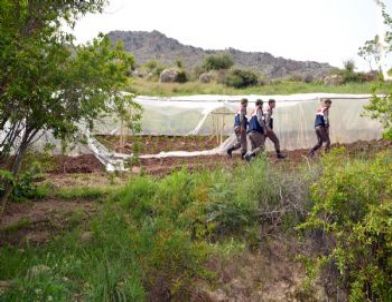 Nar Bahçesinde Kenevir Yetiştirmiş