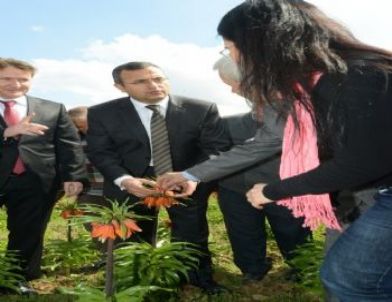 Vali Demir Ters Lale Yetiştiren Hayrettin Köyü’ne Ziyaret Etti