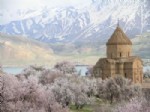 AKDAMAR KILISESI - Akdamar Adası Badem Çiçekleriyle Süslendi