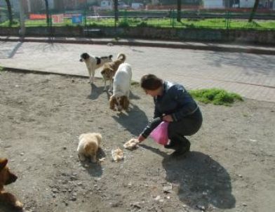 Filyos’ta Bir Hayvansever, Esnaflardan Topladığı Yardımlarla Köpekleri Doyuruyor