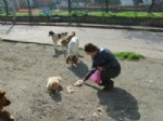 FILYOS - Filyos’ta Bir Hayvansever, Esnaflardan Topladığı Yardımlarla Köpekleri Doyuruyor