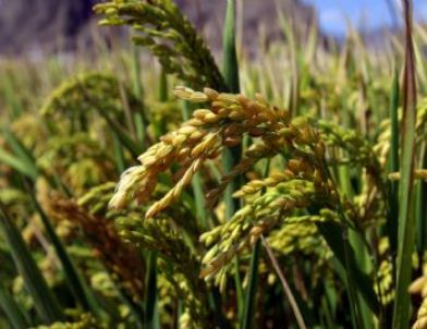 Gdo’lu Pirinç Skandalına Üreticilerinden Tepki