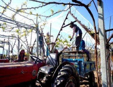 Sarıgöl’de Üzüm Bağları Örtünmeye Başladı