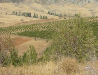 Yaban Hayatı İçin 2,5 Milyon Meyve Fidanı Dikildi